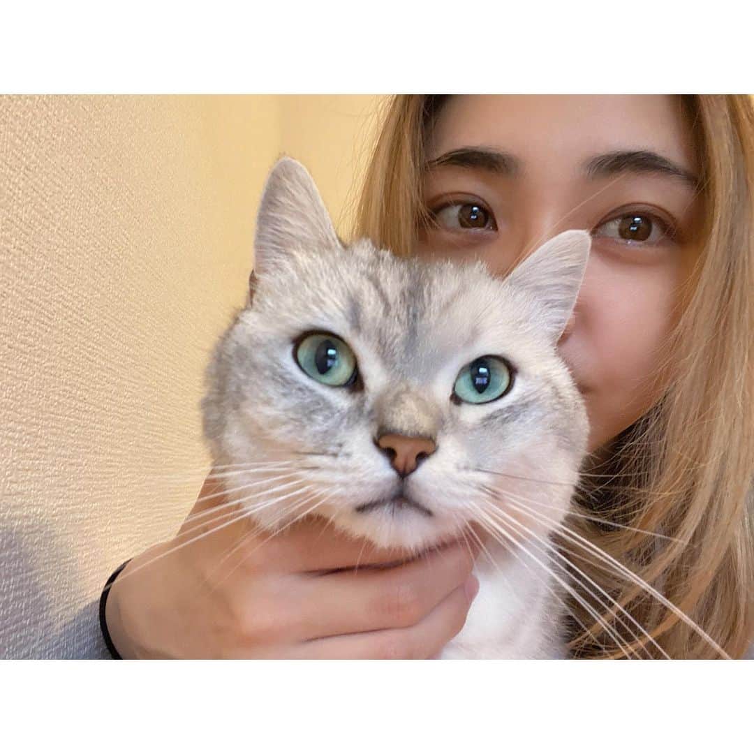 のインスタグラム：「絶妙に嫌がるまるさん。 猫は、無愛想なイメージがあるけど結構表情豊かなのです。  #ミヌエット #まるとの生活 #猫がいる生活 #にゃんすたぐらむ」