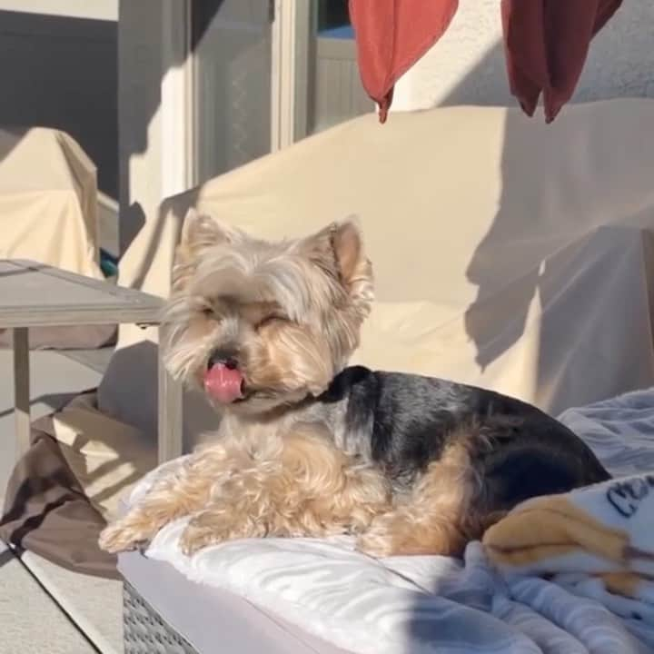 のインスタグラム：「Max 💭 My Monday. 🥱😴☀️ How’s yours? 🤗♥️😆#MondayAgain #HappyNewWeek #SleepyDoggy #Chillaxing #Chilloout #ChillTime😎」