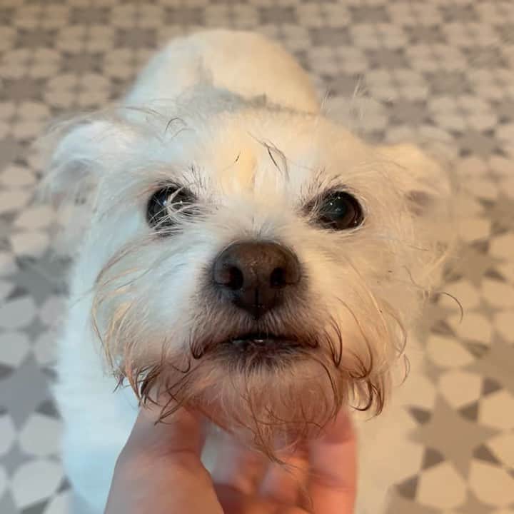 グレース・ビクトリア・コックスのインスタグラム：「**update- Grace is adopted!!!!** This is Grace, my foster girl! (Yes, we have the same name!!lol) Grace is perfect in EVERY way. She LOVES people, other dogs, long walkies, car rides, and cuddling. Grace is the sweetest girl in town. If you’re interested in adopting Grace or have any questions I would be so so so happy to tell you more about her! You can apply to adopt Grace at @wagsandwalks 💖🐾🐶」