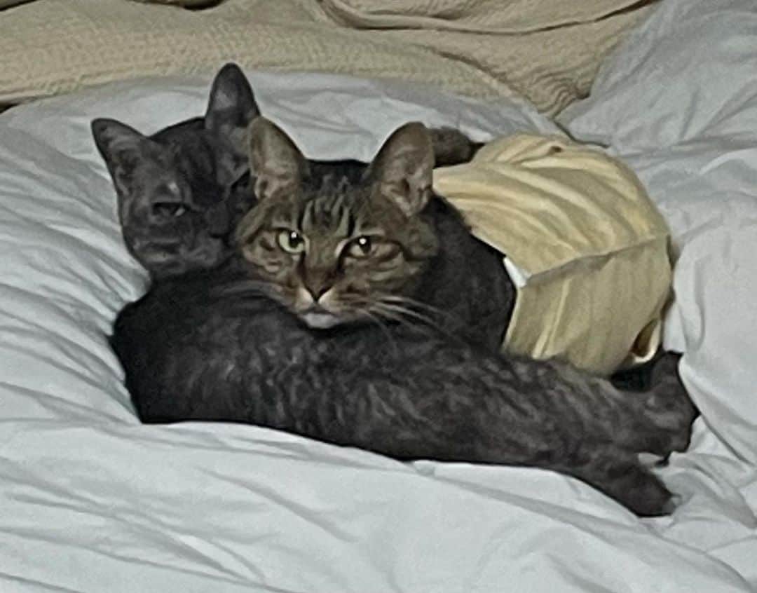 のインスタグラム：「衣装のスーツは実家の猫の色にそっくりです。 こちらの @suits_of_the_year インスタライブに副音声ゲストととして18時30分過ぎから出演します。 YouTube配信の方にも18時25分頃から何度か出演します。 どちらもアーカイブは無いです。猫の写真はまたいずれ出します。」