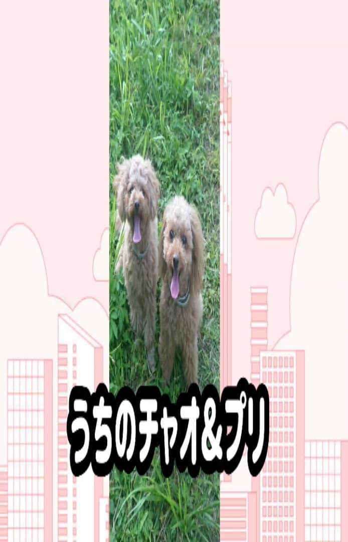 竹内都子のインスタグラム：「5日ぶりのワンコ達との再会です。 声も姿もなくても発見出来るかな？  #といぷーどる #犬のいる暮らし #愛犬 #トイプードル #竹内都子 #」