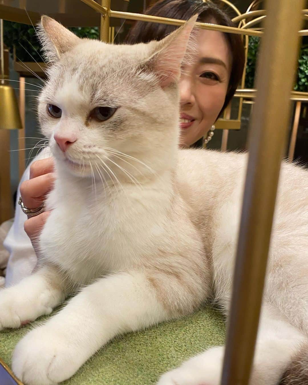 ImotoEtsuyo さんのインスタグラム写真 - (ImotoEtsuyo Instagram)「#猫カフェ  ・ 少し前ですが　 ネコカフェに行きました。 ・ ワンちゃんを飼っていますが、 ネコちゃんもカワイイなぁと 思いました♡  ・ 暗くて狭い所に行く習性があるのですね。  #猫  #ネコカフェ  #猫カフェ  #秋葉原カフェ  #癒し  #cat  #cats  #秋葉原 #猫カフェmocha  #cafe #cafemocha」11月9日 19時15分 - bisuhada