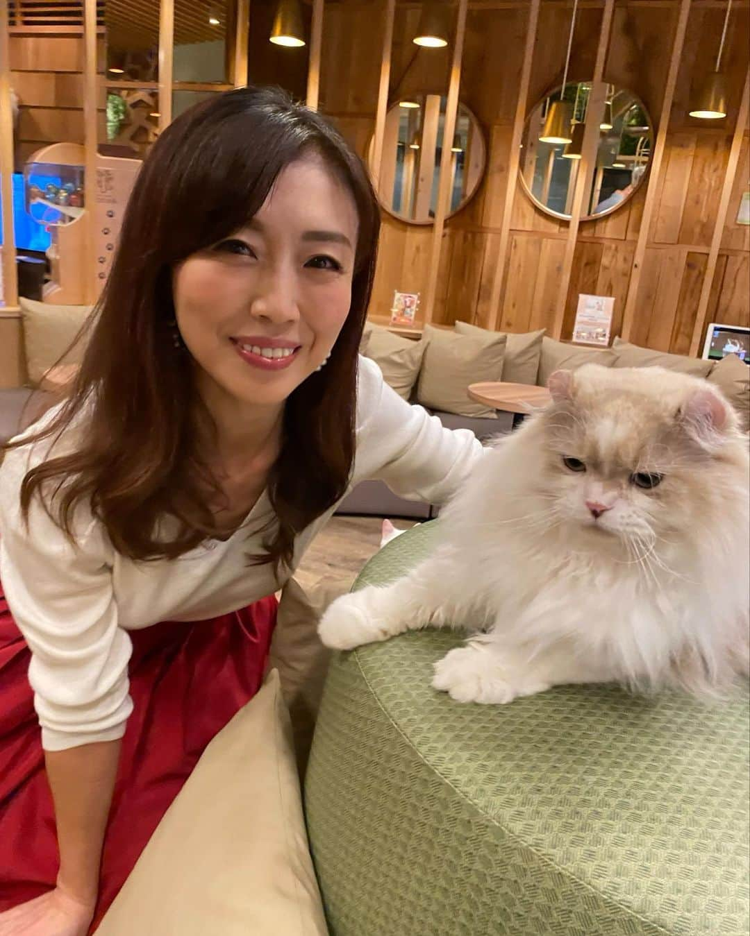 ImotoEtsuyo さんのインスタグラム写真 - (ImotoEtsuyo Instagram)「#猫カフェ  ・ 少し前ですが　 ネコカフェに行きました。 ・ ワンちゃんを飼っていますが、 ネコちゃんもカワイイなぁと 思いました♡  ・ 暗くて狭い所に行く習性があるのですね。  #猫  #ネコカフェ  #猫カフェ  #秋葉原カフェ  #癒し  #cat  #cats  #秋葉原 #猫カフェmocha  #cafe #cafemocha」11月9日 19時15分 - bisuhada