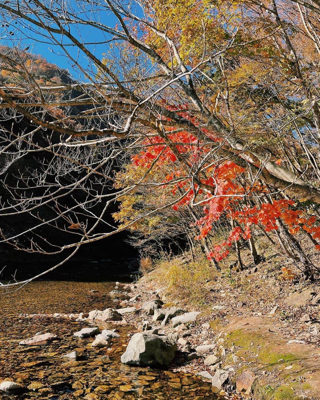 原田沙奈子さんのインスタグラム写真 - (原田沙奈子Instagram)「初めてのキャンプに選んだ場所は大好きな那須。  「龍の国」 @ryu_no_kuni ってキャンプ場、 山の中に美しい川もあって紅葉が綺麗で素敵な場所だった。 （ど素人の私たちにはスタッフの方の優しさが沁みた）  あっくんがササーッと決めてくれたんだけど、ここにしてホント良かった！  キャンプ場を散歩したり、近くの温泉に行ったり。 思う存分、自然を愉しめた。  夏は川遊びや乗馬や釣りもできるみたいだから、夏に来るのもいいな。  今回は天気も良く日中はロンTくらいで過ごせたし、 タイミングよく色付いた山の景色見られてラッキーだったな🍁  #初めてのキャンプ#キャンプ#龍の国オートキャンプ場」11月9日 19時29分 - sanakoharada