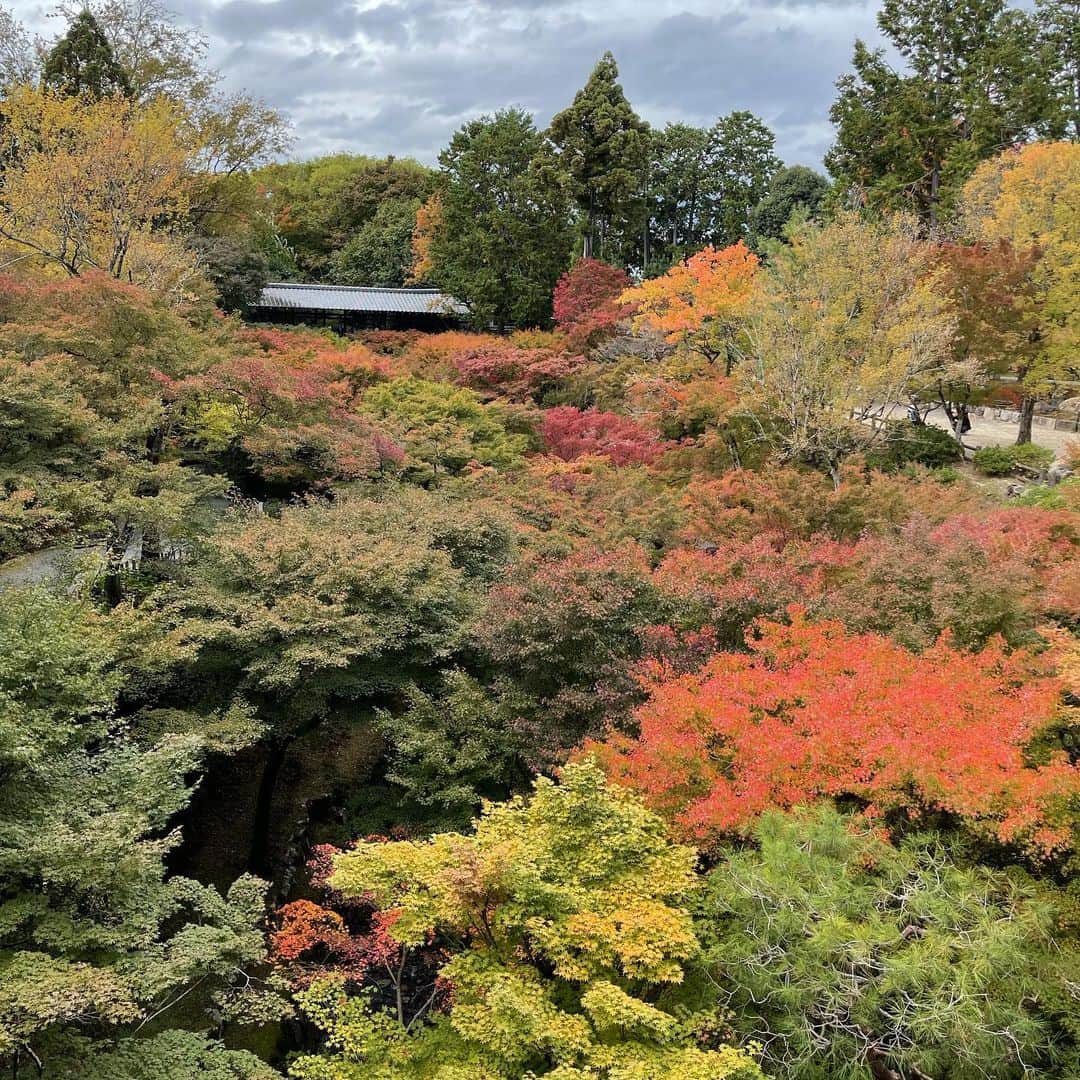 鈴木砂羽さんのインスタグラム写真 - (鈴木砂羽Instagram)「京都秋旅パート2 東福寺も電車に乗って フラッと行ってみました🚃💨 こちらも🍁はこれから本番！ というところでしたが、 綺麗な庭園を見て和みました☺️  帰りはみんなで 京都ラーメン食べました。 京都のラーメンはなかなか パンチがあって好きなんですわ🍜 あと自分の眼鏡にも 慣れてきましたよ🤓  #京都 #東福寺 #紅葉 #紅葉狩り #京都ラーメン #ラーメンの坊歩」11月9日 19時51分 - bombon_sawa
