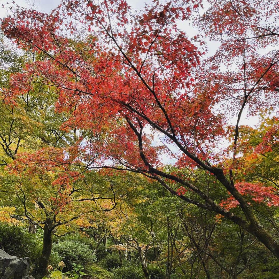 鈴木砂羽さんのインスタグラム写真 - (鈴木砂羽Instagram)「京都秋旅パート2 東福寺も電車に乗って フラッと行ってみました🚃💨 こちらも🍁はこれから本番！ というところでしたが、 綺麗な庭園を見て和みました☺️  帰りはみんなで 京都ラーメン食べました。 京都のラーメンはなかなか パンチがあって好きなんですわ🍜 あと自分の眼鏡にも 慣れてきましたよ🤓  #京都 #東福寺 #紅葉 #紅葉狩り #京都ラーメン #ラーメンの坊歩」11月9日 19時51分 - bombon_sawa