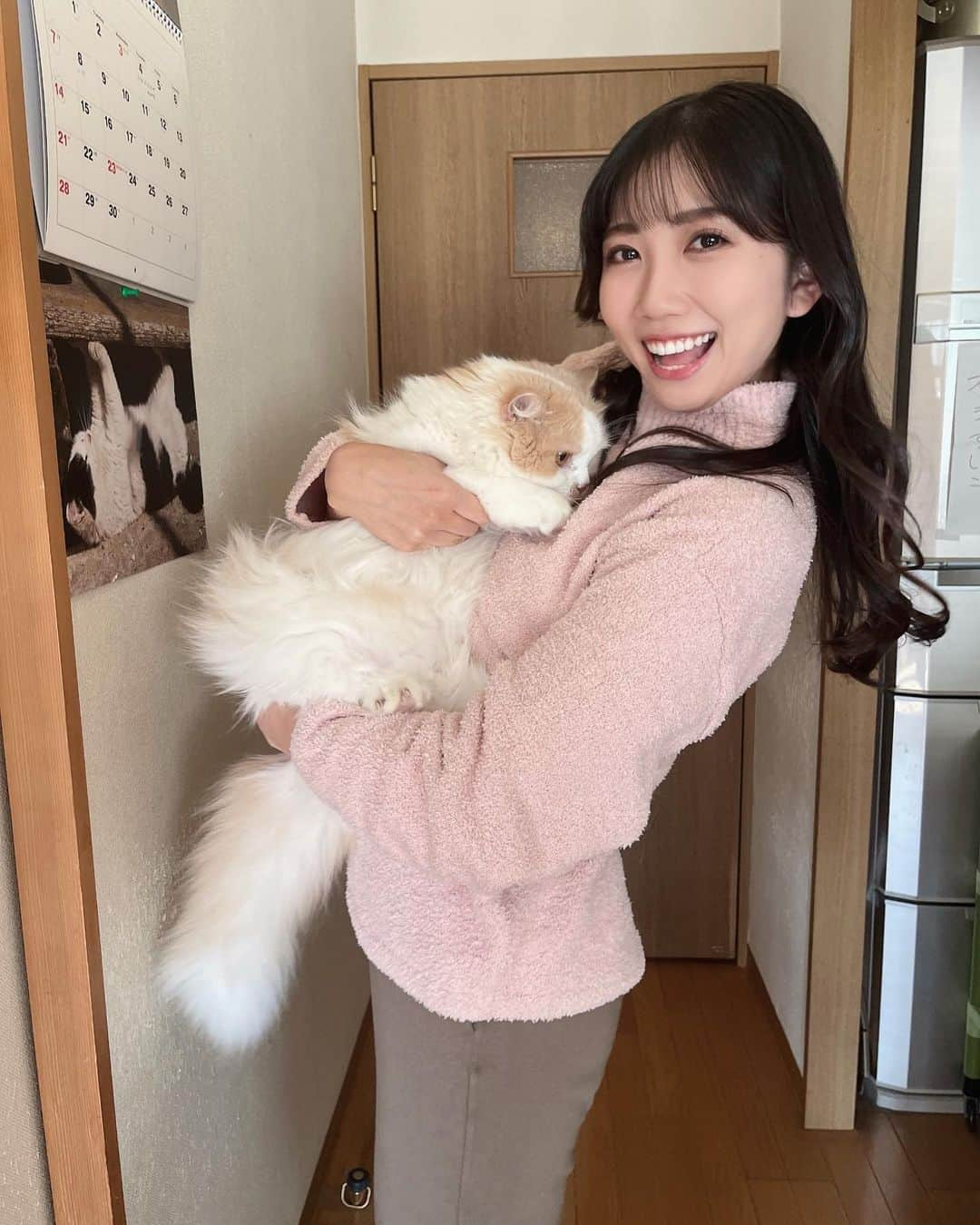 黒田菜月さんのインスタグラム写真 - (黒田菜月Instagram)「うちのにゃんこ😽 #TBSニュース #衣装 #ヘアメイク #女子アナ #アナウンサー #女子アナヘア #女子アナコーデ #女子アナメイク . #立ち耳スコ #スコティッシュフォールド  #スコ　#長毛猫  #虎太郎 #大きな猫 #猫のいる暮らし  #猫スタグラム  #にゃんすたぐらむ」11月9日 20時53分 - nyaaatsuki_krd