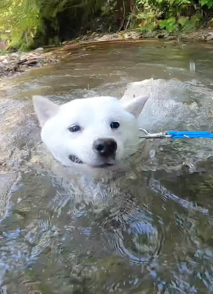 天才！志村どうぶつ園のインスタグラム