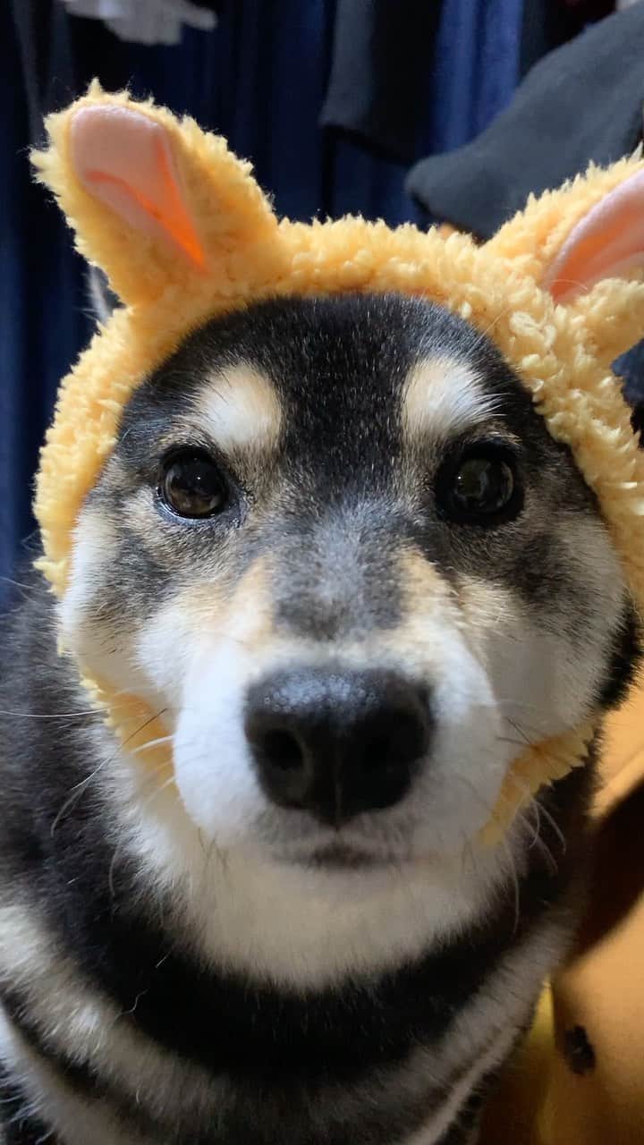 吾子のインスタグラム：「・ ・ ・ なにわん🐶❓💕 ・ 🐶… ・ ・ ・ acondar2022📆🐶💕発売中です✨ ・  https://acoshiba.stores.jp/ ・ ・ ・ #🐰 #🐱 #Sapporo ・ 北海道の柴犬 #柴北会 の皆ワン🐶感染対策してお散歩しましょう〜🐕💕 ・ #adorable #instadog#shibainu#dog#instagramjapan#instashiba#kuroshiba #kuroshiba#socute #cutedog#いぬのきもち #黒柴 #dogstagram_japan」