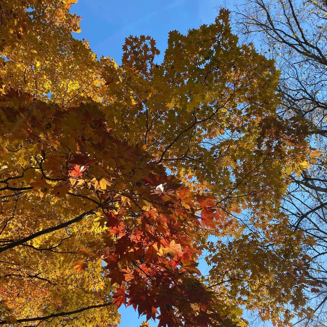 池田信太郎のインスタグラム：「秋から冬へ、そろそろ見納め🍁☃️ #軽井沢 #軽井沢紅葉 #冬支度」