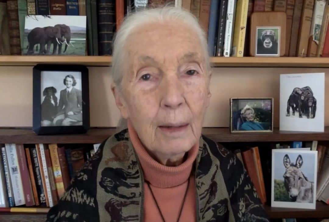 ジョン・スタンメイヤーのインスタグラム：「Like each of you, I have been inspired, deeply touched, driven to act and to do by the work and commitment of Jane Goodall. Jane recorded a short video to thank all of us for supporting the @vital.impacts fundraiser by purchasing prints, with proceeds going to @jannegoodallinst, @sealegacy, the @biglifeafrica, @rootsandshoots, and @greatplainsconservation's Project Ranger. Take a brief moment to watch. Me giving thanks to you too for helping make our earth and all its species (including humans) a better, cleaner, kinder place to live. ⠀⠀⠀⠀⠀⠀⠀⠀ To order a print, visit the link in my profile. ⠀⠀⠀⠀⠀⠀⠀⠀ *Use the code EARLYBIRD for an extra $25 off every open edition print you buy* ⠀⠀⠀⠀⠀⠀⠀⠀ @cansoninfinity @paperandinkstudio @theprintspace #nature #vitalimpacts #conservation and thank you @amivitale for organizing…you’re incredible ❤️」