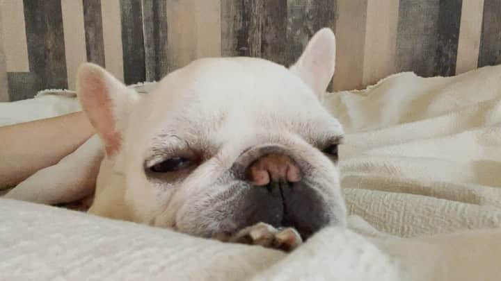 Ham-chanのインスタグラム：「#frenchbulldog #frenchies #hamham #hamchan #フレブル #フレンチブルドッグ #はむはむ #はむちゃん  おはよう🐶☀️」