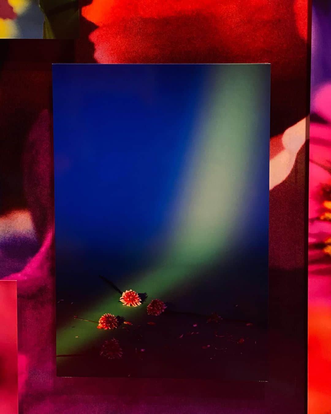 大石絵理のインスタグラム：「mika ninagawa🦋」