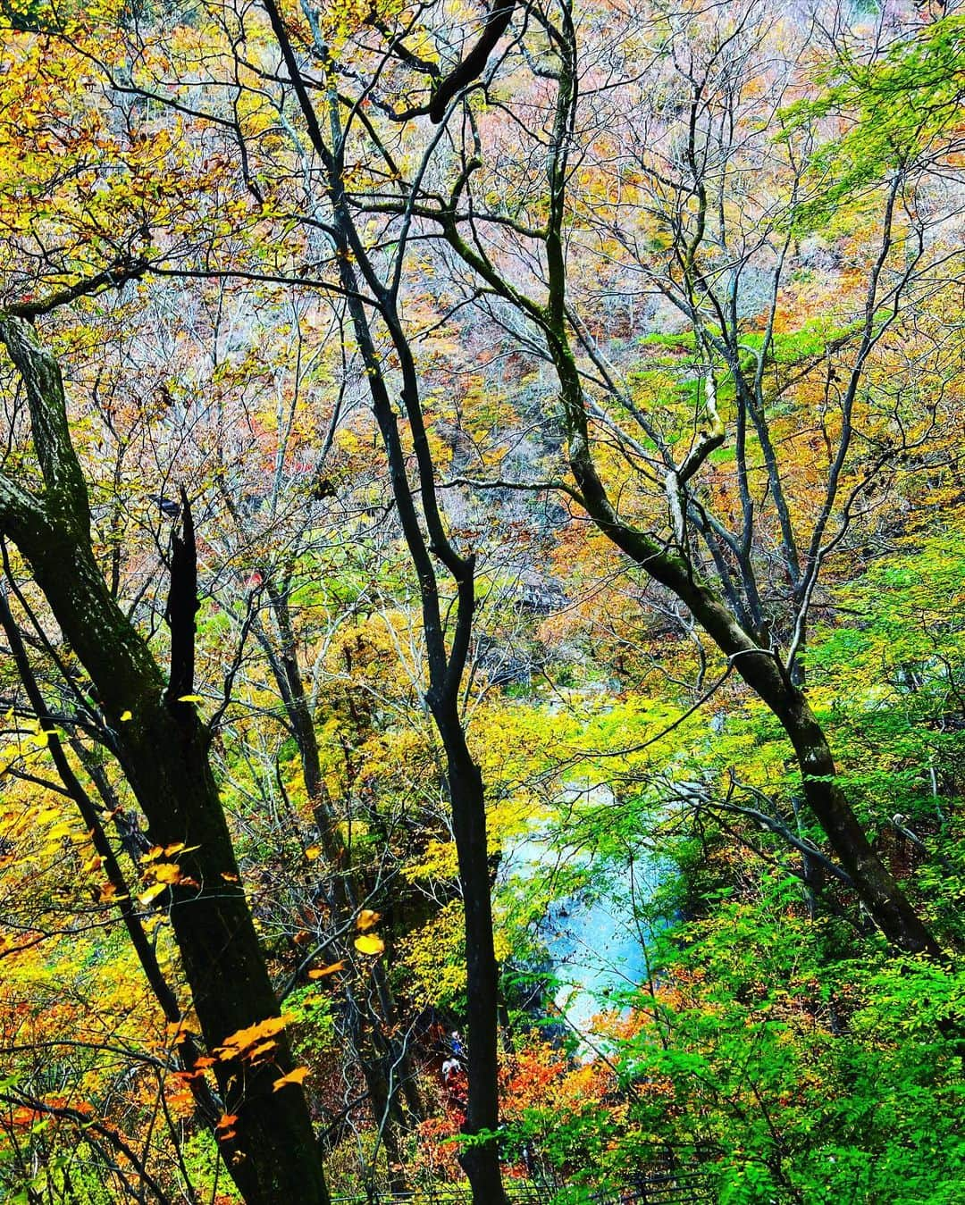 ちゃたさんのインスタグラム写真 - (ちゃたInstagram)「今日はロケ撮影✨💕  日光の龍王峡付近🍁マイナスイオンたっぷり😆✨楽しかった☺️💕💕💕  iPhone13 Pro📲ポトレ  #camera #栃木#紅葉#風景 #滝 #Japan#tochigi #物語のある写真を撮りたい #風景 #風景写真 #何気ない瞬間を残したい #写真で伝えたい私の世界 #ポートレート#写真 #ポートレート#記録したい瞬間がここに #ポトレ女子#儚くて何処か愛おしい様な #フィルムカメラ #紅葉スポット #photo #一眼レフ #写真撮ってる人と繋がりたい #カメラマンさんと繋がりたい #一瞬のときめきを永遠に #一瞬を一生の想い出に #instajapan#デジタルカメラ #フィルムカメラ #アー」11月10日 19時27分 - c.h.a.t.a.13