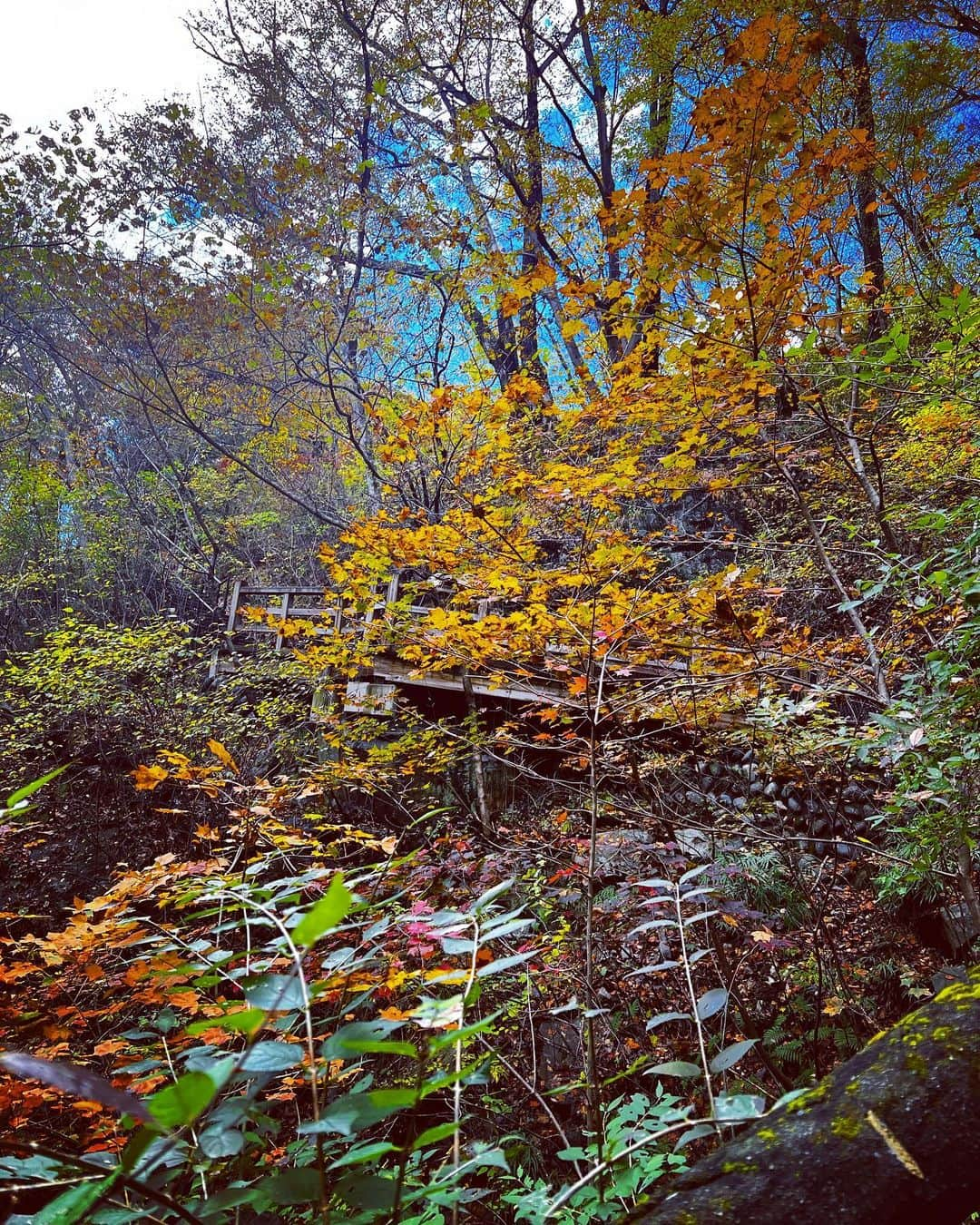 ちゃたさんのインスタグラム写真 - (ちゃたInstagram)「今日はロケ撮影✨💕  日光の龍王峡付近🍁マイナスイオンたっぷり😆✨楽しかった☺️💕💕💕  iPhone13 Pro📲ポトレ  #camera #栃木#紅葉#風景 #滝 #Japan#tochigi #物語のある写真を撮りたい #風景 #風景写真 #何気ない瞬間を残したい #写真で伝えたい私の世界 #ポートレート#写真 #ポートレート#記録したい瞬間がここに #ポトレ女子#儚くて何処か愛おしい様な #フィルムカメラ #紅葉スポット #photo #一眼レフ #写真撮ってる人と繋がりたい #カメラマンさんと繋がりたい #一瞬のときめきを永遠に #一瞬を一生の想い出に #instajapan#デジタルカメラ #フィルムカメラ #アー」11月10日 19時27分 - c.h.a.t.a.13