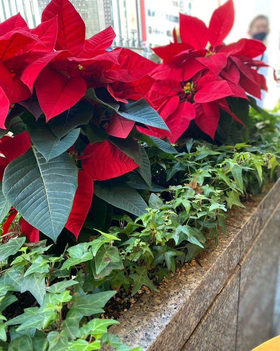 三田羽衣のインスタグラム：「大好きな季節❤️ 街中のあちらこちらでクリスマス🎄を感じれる雰囲気になってきましたね❤︎」