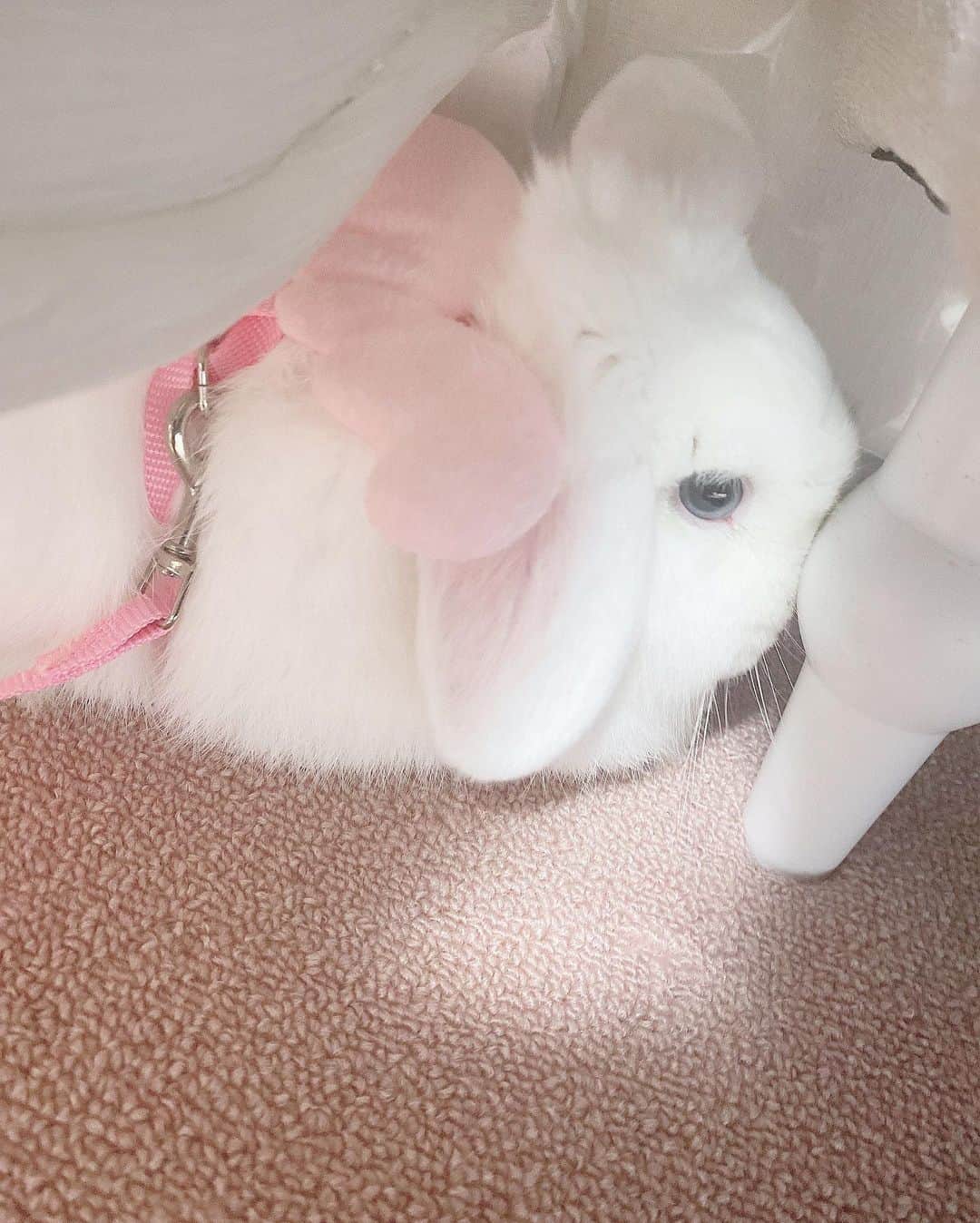 岩田陽菜のインスタグラム：「部屋んぽのためにハーネス買って付けたらちょっと嫌だったぽいです😇 ⁡ ⁡ #うさぎ#rabbit#うさぎのいる生活#ホーランドロップ#ホーランドロップイヤー#White#白#クッション#部屋んぽ#かわいい#天使#angel」