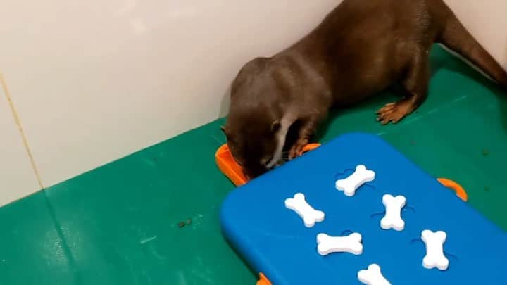 ちぃたん☆のインスタグラム：「匂いを嗅ぎつけておやつを拾いにくるカワウソご先祖ちゃん　 Otter Gosenzo-chan comes to pick up a snack」