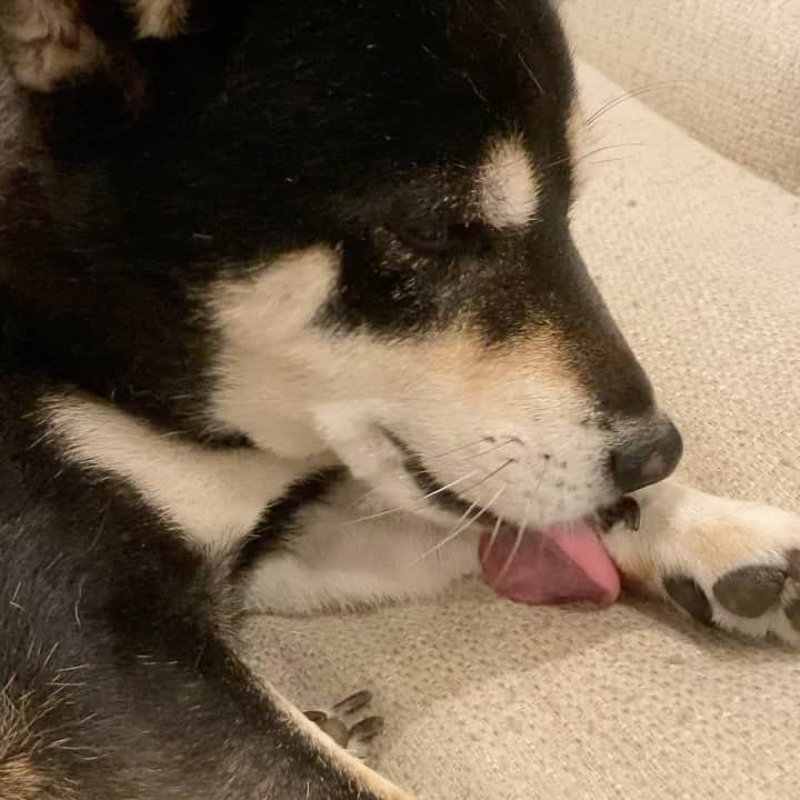 vo_coのインスタグラム：「🐾 ひたすらお手入れしてるだけのこたつに癒される… 途中でストップモーションのように👅が止まるところがなんとも愛しい ＊ #うちのかわいこちゃん #shibastagram #instashiba #shiba #shibainu #黒柴 #柴犬」