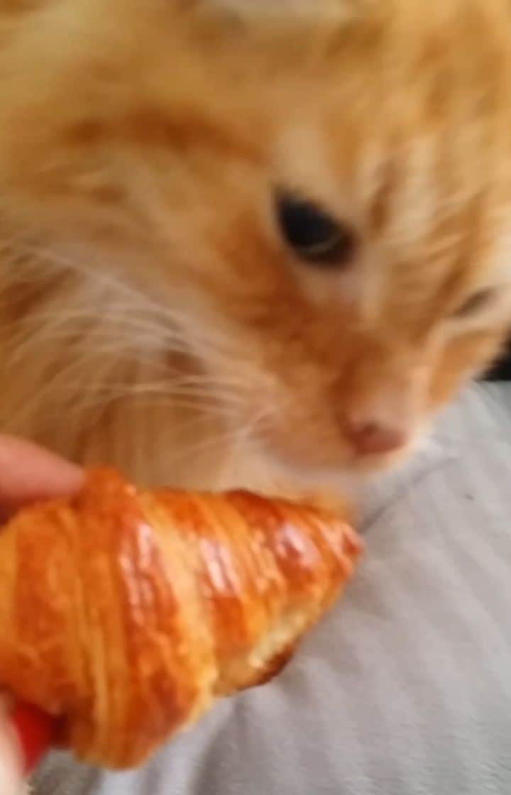 Homer Le Miaou & Nugget La Nugのインスタグラム：「I’m french so i like to bite on a little croissant sometimes... Also, Humom is weak and can’t resist my Puss In Boots face in front of these. I also make a super cute tiny miaou and she fells for it everytime mwahaha!!! 😸🥐 #TheCroissantTrap」