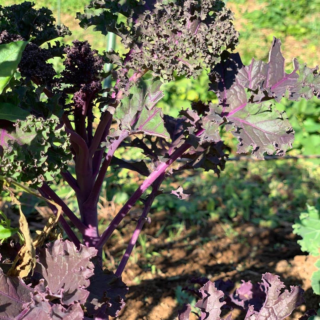 池内博之さんのインスタグラム写真 - (池内博之Instagram)「today's kale ライトキッチン レッドキッチン ジューシーグリーン  いい感じどす。　少し収穫🌱🌱🌱  #organic  #kale  #有機肥料栽培」11月11日 11時14分 - hiroyuki.ikeuchi
