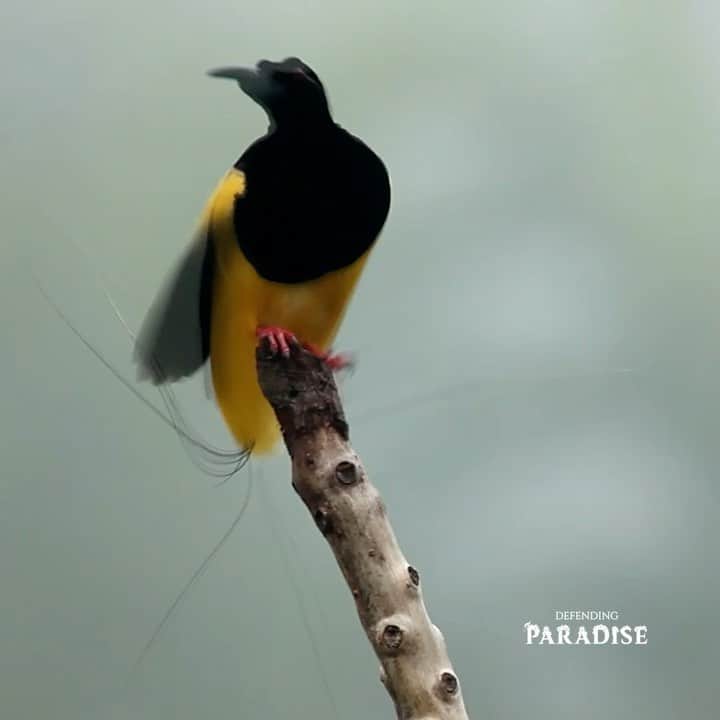 Tim Lamanのインスタグラム：「Video by @TimLaman.  In some birds, males and females can be distinguished by color or size. In others, males possess additional ornamentation not seen in females. This is especially true in birds-of-paradise such as the Twelve-wired Bird-of-Paradise, which has several long tail wires that it sweeps across a female's face during courtship. Birds-of-Paradise need your help and the Cornell Lab of Ornithology and I are partnered with @econusa.id in Indonesia to help protect these amazing creatures by #DefendingParadise.  Please follow @birdsofparadiseproject, and leave your message at the link in our bio there to show your support. #DefendingParadise #EcoNusaCLODefendingParadise #Birdsofparadise #cenderawasih #PapuaRainforest #MalukuRainforest #TimLaman #EdScholes #ProtectingForestPreservingLife」