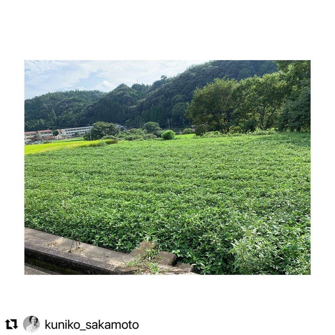 羽田美智子さんのインスタグラム写真 - (羽田美智子Instagram)「30年近くもお世話になっている、最大級に大好きなスタイリストの坂本久仁子さんとご褒美旅行のような贅沢な機会をいただきました✈️  一緒に眺めた夕日、星空、語り合えた時間、 一生忘れません。  『婦人画報』是非お手にとっていただけたら嬉しいです。  #Repost @kuniko_sakamoto with @make_repost ・・・ Work Special Experiences.  婦人画報12月号にて 羽田甚商店 @hadajinshoten 6代目当主でもある羽田美智子さんとBella Vista Spa & Marina Onomichi @bellavista_jp での素晴らしい滞在と Project BoleeGaの究極のものづくりにふれる特別な時間をいただきました。  空色とともに刻々と移り変わる美しい景観、地元の食材を使ったお皿の数々、素晴らしいホスピタリティーにあふれるホテルでのひとときに感謝。  世界の名だたるブランドのデニムを手がけていることでも知られる広島・福山のデニムのプロフェッショナルが集結する地域を訪問。  織り、裁断、縫製、染め、いくつもの職人さんの手と手がつながって究極の1本が完成します。  詳しくは本誌にて。  私の📷からは 藍屋テロワール @aiya.terroir さん 藍の栽培から一貫して行う、日々の作業は、想像を超えるものだと思いました。蒅づくりの大切な日は、大安に縁起を担ぎ、神様を祀る、神聖なものなのだと知りました。  そして、100年以上の歴史がある @shinotex さんが手がけるデニムから出来たソックスたちは、  デニム生産時に出る「残糸」とアップサイクルの糸で出来たローゲージのふっくら優しい編み地と履き心地。 糸の絡み方が其々なので、一つと同じものがないチャーミングなソックス。 地球に優しいリサイクルのひとつかも。  ずっと変わらない優しくかわいい美智子さんとの時間は、いつも笑顔が絶えず、ほっこり心がまあるくなる感じなのです。  ありがとう、ありがとう、本当にありがとう。3回言っちゃう、おまじないじゃないけど、ふふふ。  素晴らしい体験 本企画に携わってくださった全ての皆さまに感謝申し上げます。  @fujingahojp  @michikohada  📷 masatomo_moriyama  💄 @hairmake_yu  🖋 miho kitagawa 📚 natsuko otsuki   styling by me  #婦人画報 #bellavistaspaandmarinaonomichi  #究極のデニム  #specialexperience  #ultimate  #craftsmanship  #beautifulview  #japantrip #japantravel   #絶景  #尾道  #瀬戸内  #ご褒美時間  #ベラビスタスパマリーナ尾道   #fabianafilippi  #bagutta  #pttorino  #jimmychoo  #emiliopucci  #tods   #stylingbyme   #良き週末を」11月11日 16時57分 - michikohada