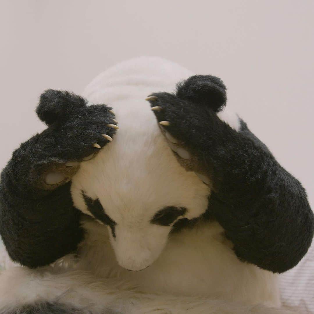 星星（セイセイ）さんのインスタグラム写真 - (星星（セイセイ）Instagram)「🎋🤫🎋🤫 #11月11日 #何の日？ . きょうの #ベラベラENGLISHは ...💯 🌟BM&Y 🌟ここだけの話ね . うーん..ササの日はやっぱり3月3日なのかな.. 毎週欲しい.. あと🍩の日も欲しい.. . #星星 #パンダ #panda #pandagram #パンダ好きな人と繋がりたい #ZIP!」11月11日 18時10分 - seisei_panda