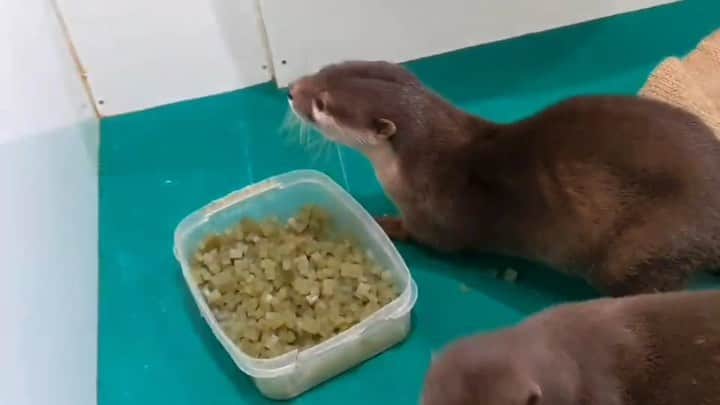 ちぃたん☆のインスタグラム：「ぷりぷりした寒天が好物なカワウソ　 The otter likes soft agar」