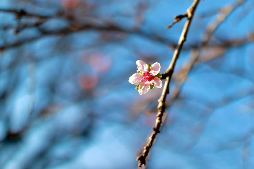 斎藤ちはるさんのインスタグラム写真 - (斎藤ちはるInstagram)「先日のみかん狩りの日に、なんと桜が数輪咲いていました🌸 . 後ろにぼんやり写っているのは、柿！😳 . . #不思議 な #コラボレーション #思わず #みかん狩り 用の #脚立 に乗って #写真  #撮りました #chihashot . . #斎藤ちはる#テレビ朝日アナウンサー#テレビ朝日#テレ朝#アナウンサー#桜#冬#秋#一輪#咲いた#柿#さくら#みかん#桜の木#秋晴れ#青空#空#カメラ#写真#カメラ好き#ミラーレス一眼#ミラーレス#ミラーレスカメラ」11月11日 19時51分 - chiharu_saito_ex