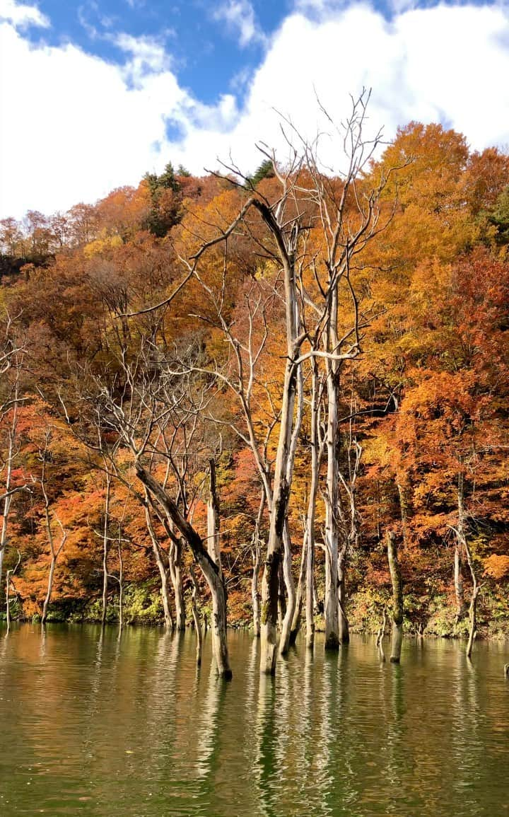 矢澤一輝のインスタグラム：「. スピード出なくてフィン使えてないな #紅葉 #日本の風景 #キャンプ #バーベキュー #アスリート #スポーツ #カヌーのお兄さん #カヌー #アウトドア #カヤック #sup #サップ #ヨガ #大自然 #バンライフ #弘前 #青森 #外遊び #川遊び #絶景 #カラフル #いちょう #山 #川 #焚き火台 #グランピング #テント #車中泊 #水の呼吸 #秋」