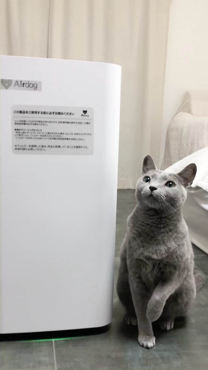 I love Russianblueのインスタグラム：「今、話題の「エアドッグ」  音に敏感な照ちゃんも平気😸👍 とっても静かで設置してまもなく部屋の空気が変わった感じがします。 我が家のニャンコ達が健康に過ごせますように💫 ・ ・ ・ #エアドッグCMコンテスト　#ロシアンブルー#catsofinstagram #にゃんだふるらいふ#cutecat #catlover #kitty #ねこ#ilovemycat  #猫 #gato  #にゃんこ #kot #catvideo #kitten  #instacat #meow #cats #cats_of_Instagram  #ふわもこ部  #にゃんすたぐらむ #weeklyfluff #dailyfluff  #Russianblue #エアドッグ」