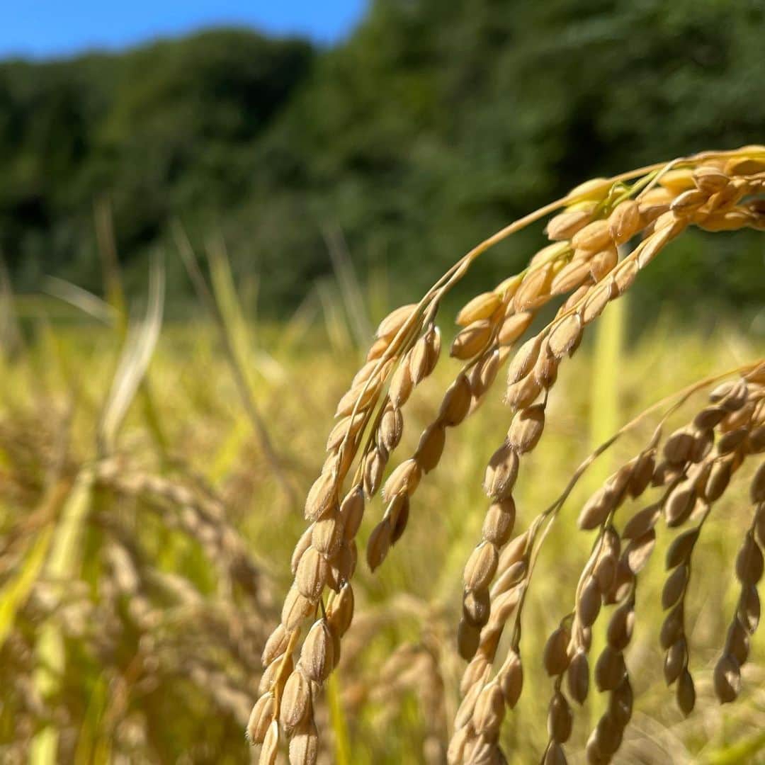 若村麻由美さんのインスタグラム写真 - (若村麻由美Instagram)「❣️世界農業遺産(FAO)は、世界62ヵ所認定の内、11ヶ所が日本にあります。  日本で最初に世界農業遺産に認定された「能登里山里海」 10年が経ち『世界農業遺産国際会議2021』が開催されることとなり、パネリストとしてお招きいただきました。  小学5.6年生の山村留学をきっかけに、環境や農法について少しずつ学んできましたが、中でも能登の里山里海の豊かさは格別！ 18歳で第1回無名塾能登合宿に参加して以来、能登の自然や人のあたたかさに触れてきました。 今年の能登公演「Le Fils息子」のメンバーも「もっといたい！また来たい」と絶賛！  今回のシンポジウムは、FAO国連食糧農業機関事務局長チュー・ドンユィ氏の基調講演もあるので、ご興味のある方は下記の無料配信でご覧ください🤗  💻 無料登録受付中 『世界農業遺産国際会議2021』 　2021年11月26日(金) 「記念シンポジウム」パネリスト テーマ：世界農業遺産認定後10年の取組と成果、今後の展望 主催：石川県／農林水産省／国連食糧農業機関(FAO)／国連大学サステイナビリティ高等研究所／能登地域GIAHS推進協議会 詳細：https://giahs2021-noto.jp/ ライブ配信：2021年11月25日(木)オープン オンデマンド配信：12月上旬～12月31日(金)予定  #若村麻由美 #mayumiwakamura #環境 #保全 #農業 #農林水産省 #国連食糧農業機関 #FAO #世界農業遺産 #国際会議2021 #シンポジウム #パネリスト #石川県 #能登 #里山里海 #七尾市 #演劇のまち #能登演劇堂 #LeFils息子 #和倉温泉 #無料配信」11月11日 21時18分 - mayumiwakamura_official