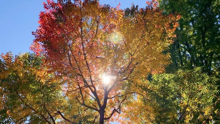 宇藤えみのインスタグラム：「🍁🍁🍁 #暮らし#近所の散歩道」