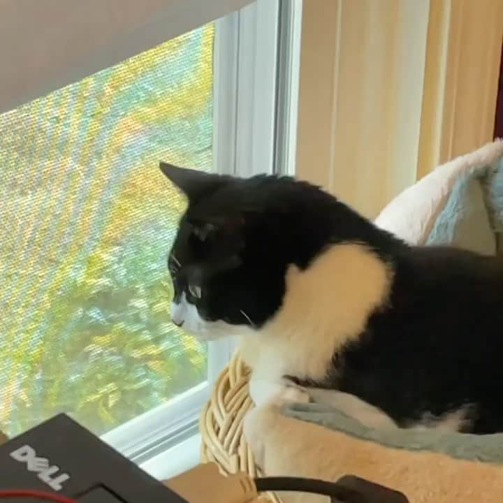 The Cats Of Instagramのインスタグラム：「#Repost • @mrbatmancat 🔊 Chattering at the birds today! 😸 #chattering #catchattering #birdwatching #catvideo #purrsday」