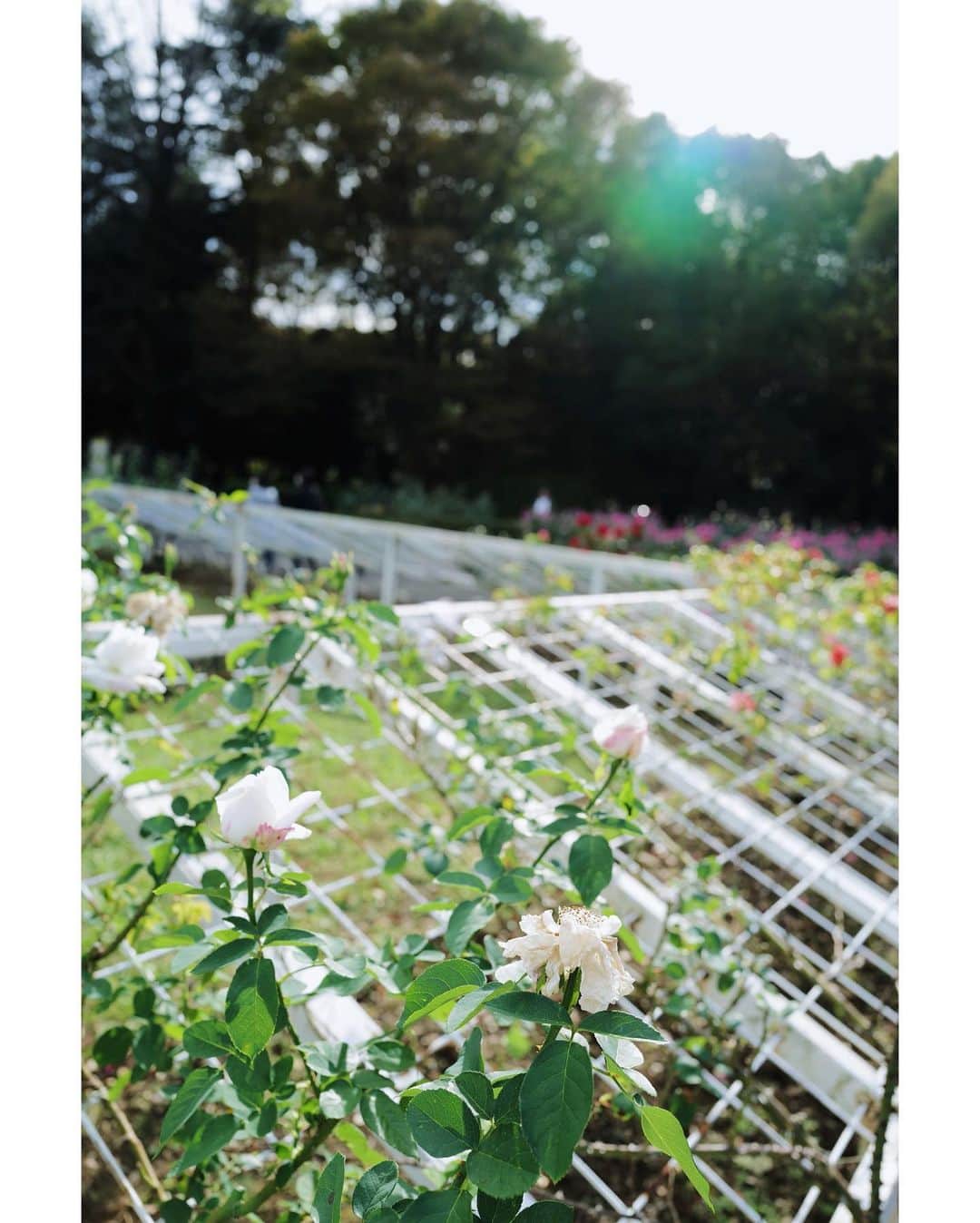 高山都さんのインスタグラム写真 - (高山都Instagram)「いつもの公園のばら。 仕事帰りにふらっと寄り道。 その時だけ無心で花に寄ってた。 日陰のばらって、ひなたでキラキラしてるのより色っぽくて惹かれる。 雨の日の次に好き。 #leicaq2」11月12日 18時02分 - miyare38