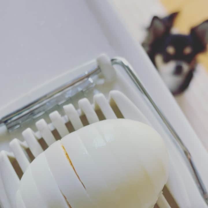 下川みくにのインスタグラム：「あれ　動画回ってなかった  #SHOCK #ゆで卵 #スライスする瞬間を撮りたかった #マロ #チワワ #ショック」