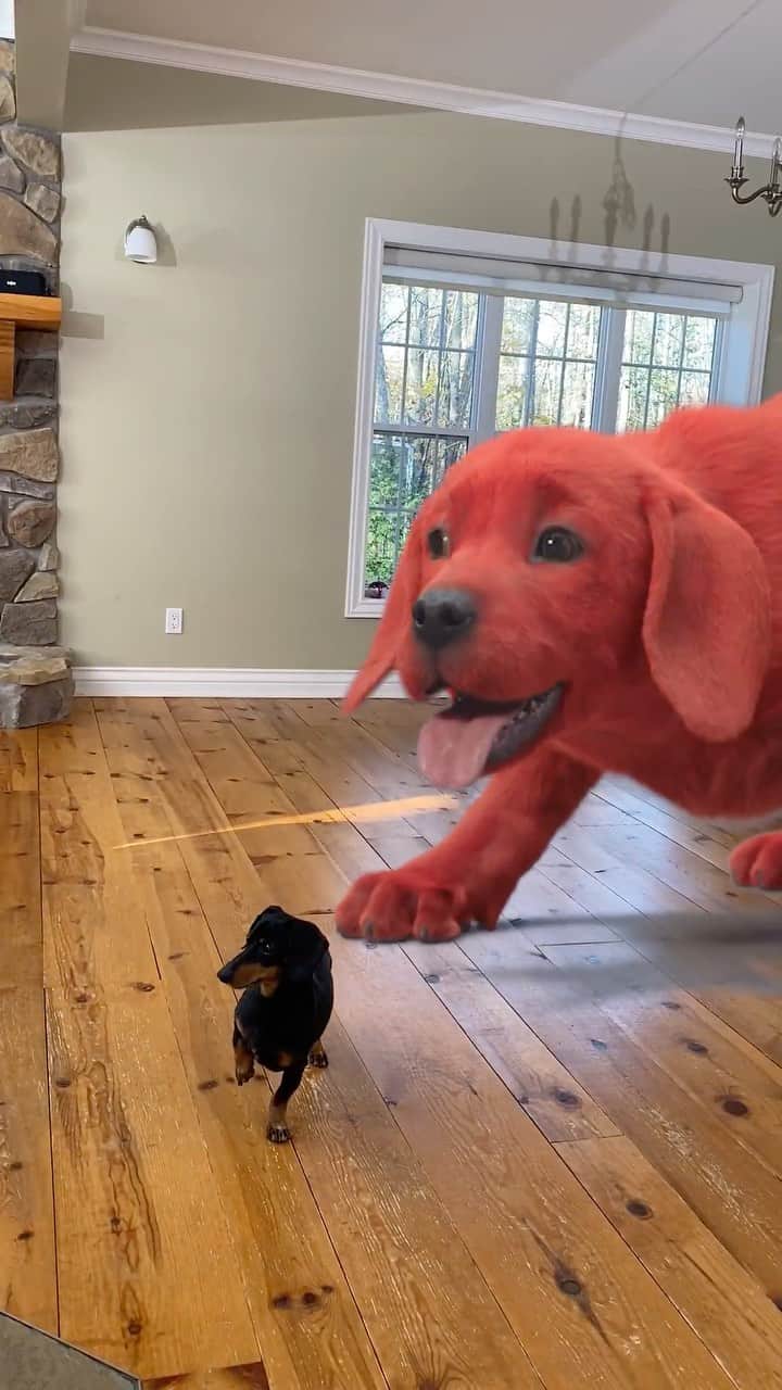 Crusoe the Celebrity Dachshundのインスタグラム：「“Me and Clifford are READY for @cliffordmovie! And I even have a background cameo in the movie! Don’t wanna miss this one on the big screen! #CliffordMovie #ad” ~ Crusoe」