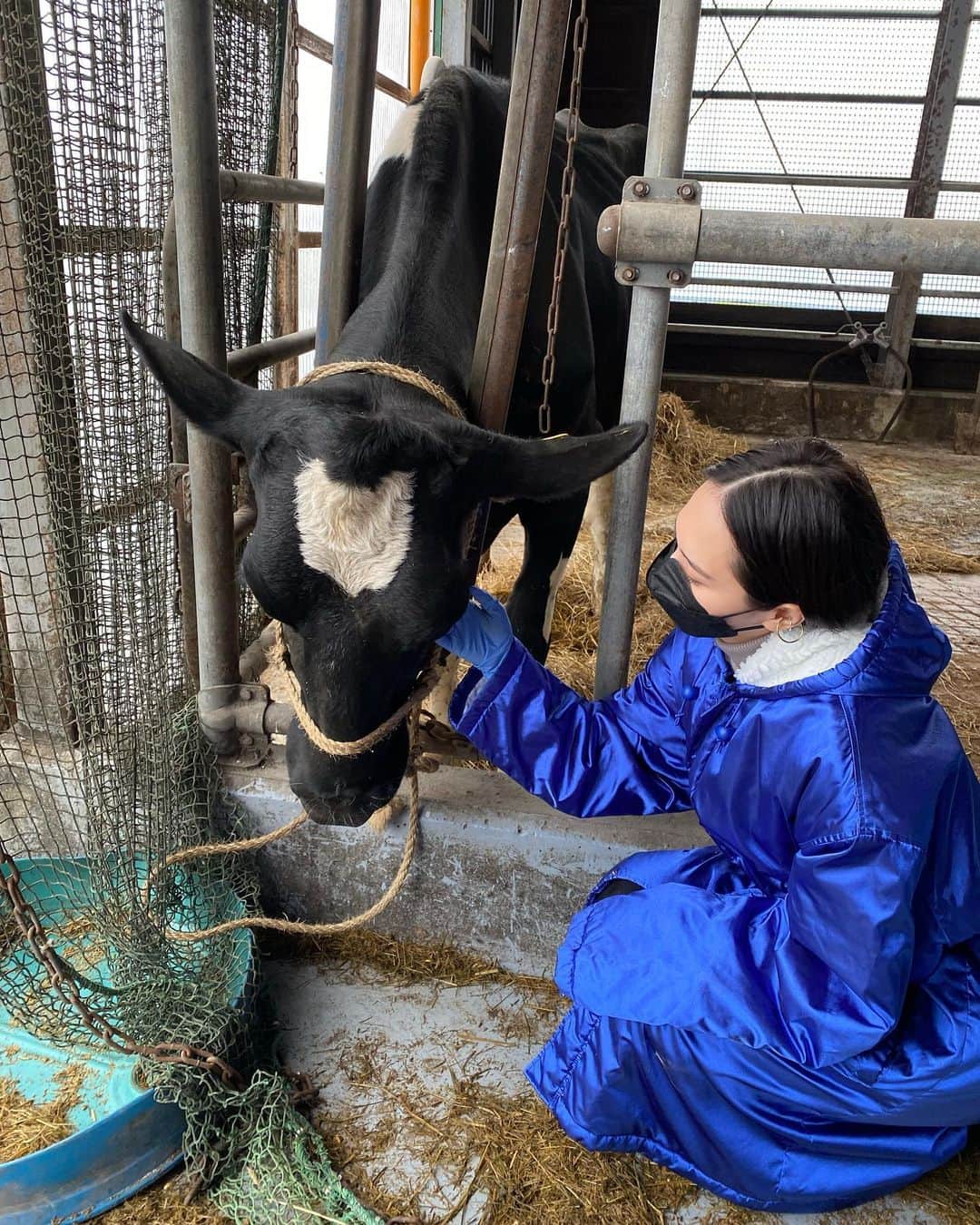山賀琴子さんのインスタグラム写真 - (山賀琴子Instagram)「北海道旅記録  (音有りで見てね)  伊藤牧場さんにて乳搾り体験をしました🐄 その前に牛舎を見学させていただき 乳牛についての説明などを伺いました。  そして牛さんを呼び寄せる必殺技を教えてくださり… 「べーべー」というと牛舎の牛さんたちが こぞって集まってきました…！！ 魔法の言葉🤩🪄笑  楽しく、勉強にもなり、とても充実した時間でした！  #北海道 #中標津空港 #明郷伊藤牧場  #自分と向き合う旅をしよう  #YOUROWNJOURNEY #PR」11月12日 20時12分 - kotokoyamaga
