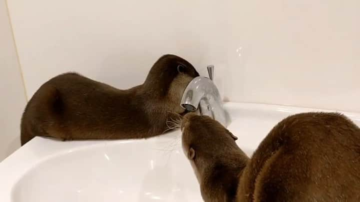 ちぃたん☆のインスタグラム：「一緒にお水を飲む仲良しカワウソ　 The otters drink water together」