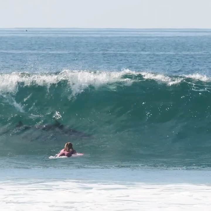 ティア・ブランコのインスタグラム：「i was surfing alone this session so I was already thinking about sharks lol🙈Next thing I know I see a large black figure swimming at me 🤯 First thought: SHARK!!! Second thought: Oh fuq I’m about to be taken out by 500lb dolphins swimming very, very fast 💨🤣🙈 happy they saw me last second and then put on a real show for us 🐬🏄🏽‍♀️🌊 #thereallocals captured by @jettygirlsurfmag」