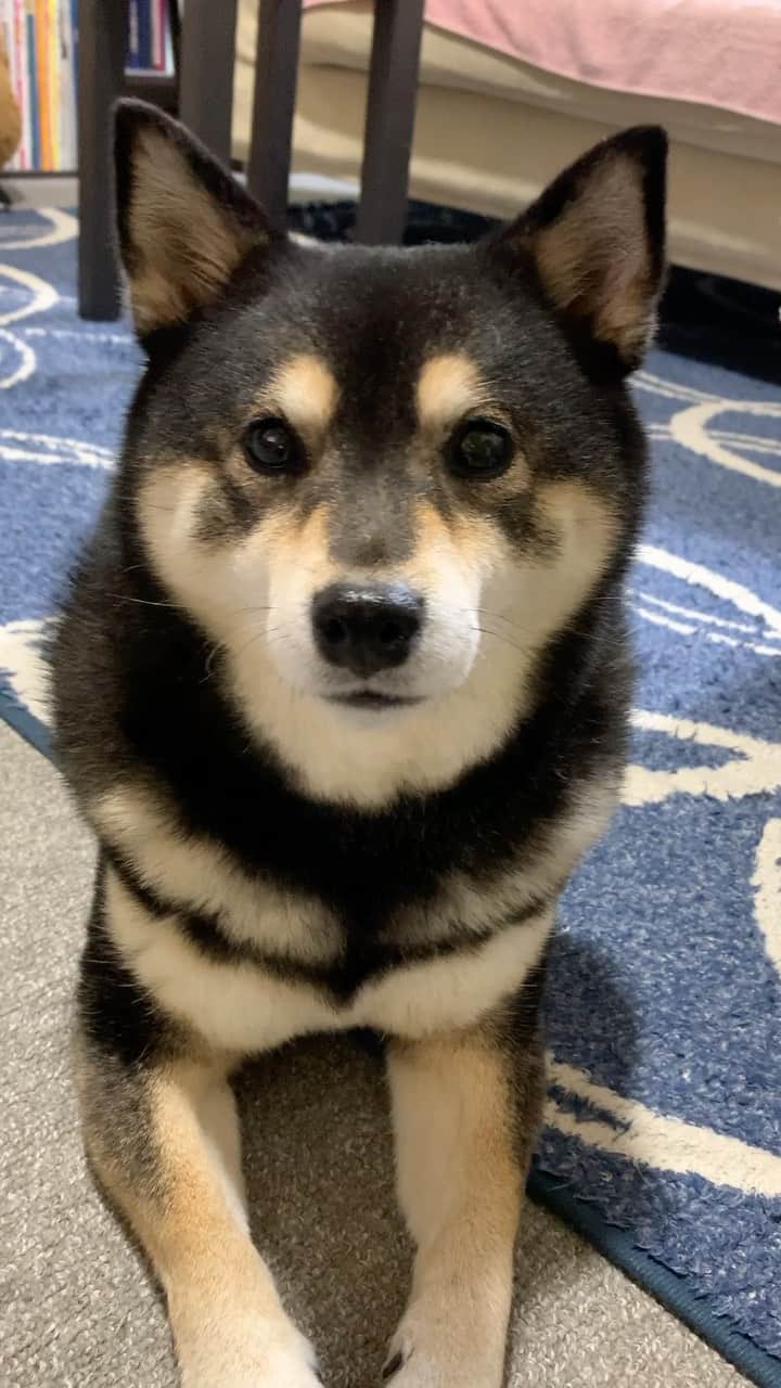 吾子のインスタグラム：「・ ・ ・ 何やってるの🐶❓💓 ・ うすうす気付いてる🐶✨ ・ ・ ・ acondar2022📆🐶💕発売中です✨ ・  https://acoshiba.stores.jp/ ・ ・ ・ #なんか美味しいもの当たりそう🐶 #写真撮るんでしょ🐶❓💓 #Sapporo ・ 北海道の柴犬 #柴北会 の皆ワン🐶感染対策してお散歩しましょう〜🐕💕 ・ #adorable #instadog#shibainu#dog#instagramjapan#instashiba#kuroshiba #kuroshiba#socute #cutedog#いぬのきもち #黒柴 #dogstagram_japan」