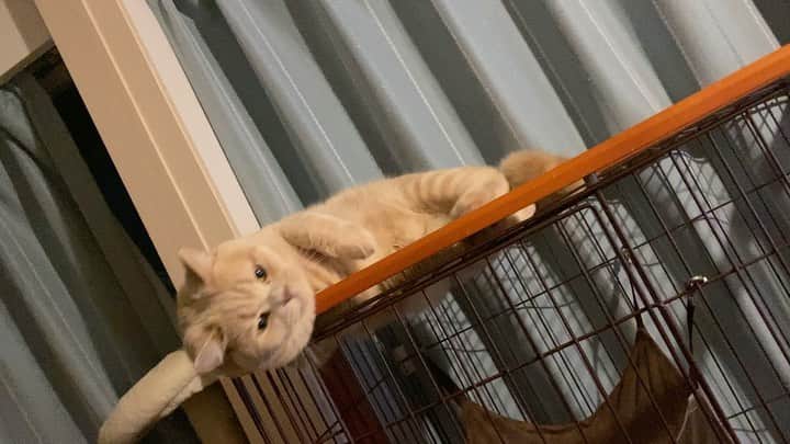 赤西涼のインスタグラム：「今日も1日お疲れ様でした❣️ 可愛いの天才は今日も天才です。」