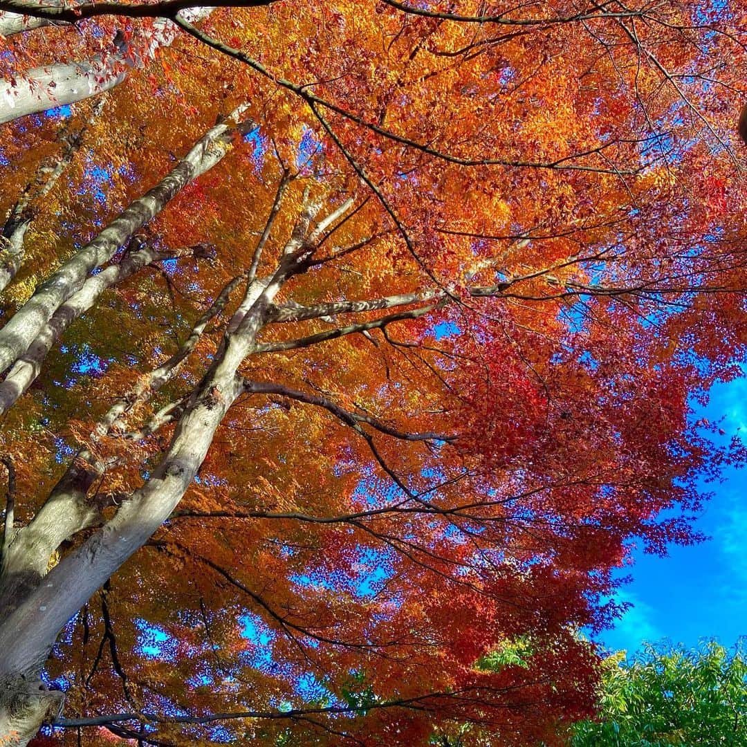 平野詩乃さんのインスタグラム写真 - (平野詩乃Instagram)「カラフルでとっても綺麗✨  紅葉大好きなんです🍁 まだもう少し楽しめそう☺︎  #もみじ回廊 #紅葉狩り」11月13日 12時30分 - hirano.shino