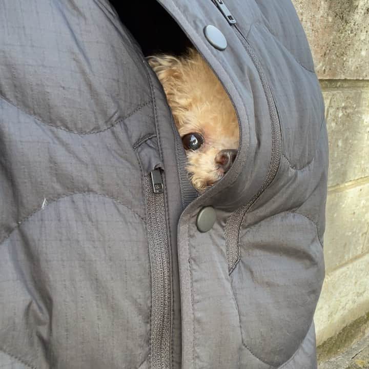 ふわのインスタグラム：「#toypoodle#toypoodlegram#dogsofinstagram#instadog#doglover#doglife#dog#fuwamama#ふわもこのふわ#ふわ#トイプードル#ふわもこ部#犬バカ部#親バカ部#犬のいる暮らし#いぬすたぐらむ#潜ってます」