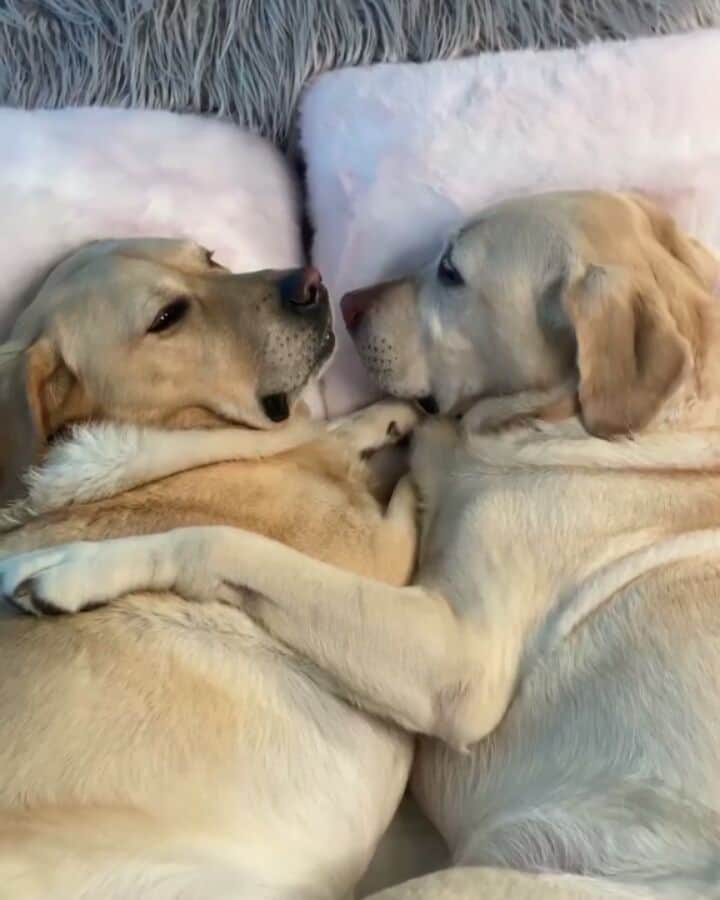 World of Labradors!のインスタグラム：「Let’s go on a date ❤️ - @magnusthetherapydog」