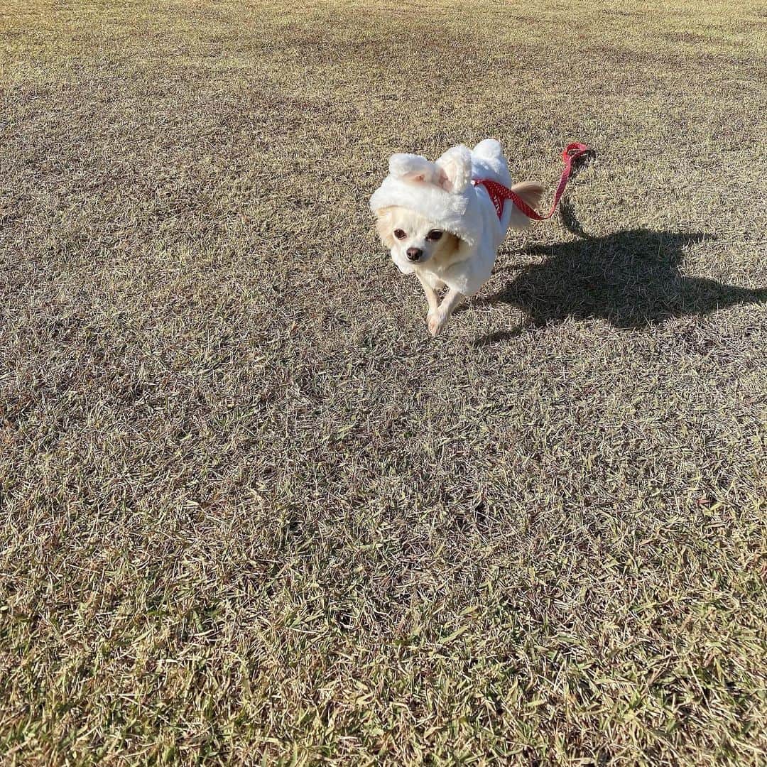 堀尾実咲のインスタグラム：「おはぴょん🐰🤍  #愛犬 #チワワ #チワワのいる暮らし #チワワ部 #ロア」