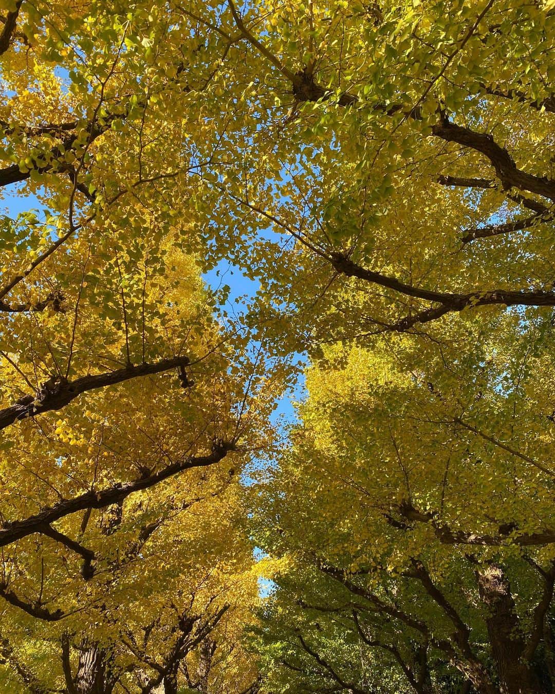 有吉弘行さんのインスタグラム写真 - (有吉弘行Instagram)「秋どうぞ。」11月13日 21時27分 - ariyoshihiroiki