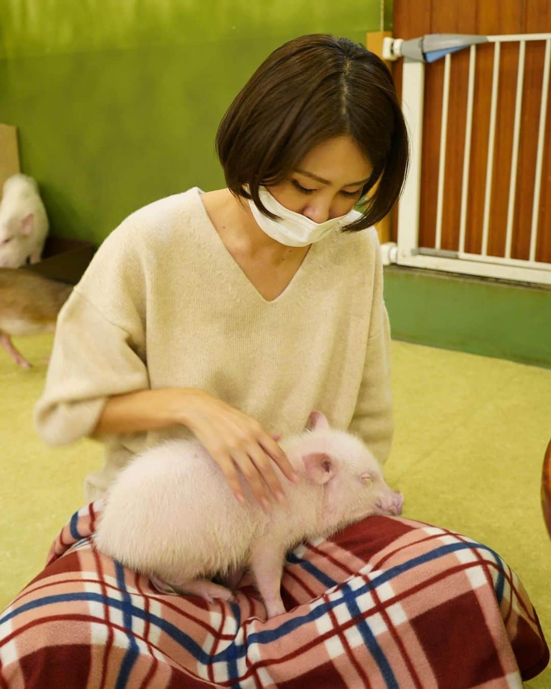 坂元美香さんのインスタグラム写真 - (坂元美香Instagram)「こんばんは。  今日は初めて豚さんカフェへ行きました🐖 マイクロブタと触れ合える超癒しカフェ✨  こんなに可愛いとは！😻 ぶたさん界ではモテモテでした。  #マイピッグカフェ #原宿 #🐖 #マイクロ豚 #ぶたカフェ #癒し #あったか」11月13日 22時06分 - mika_saka