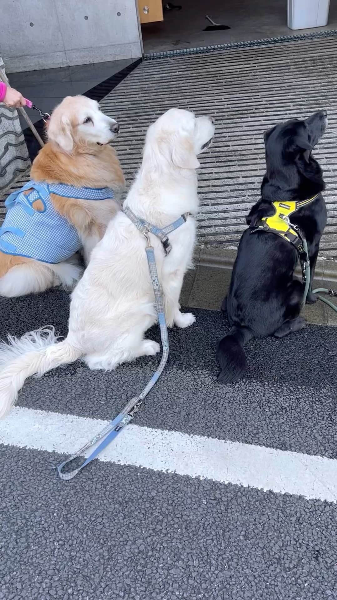 高橋ひとみのインスタグラム
